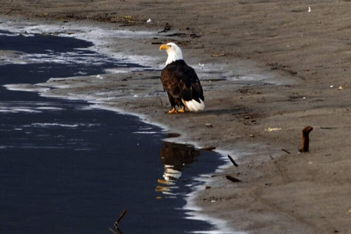 Bald eagle &mdash; photograph by Terry T. Preshaw